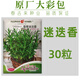 香料種子大全紫蘇羅勒薄荷艾葉香菜雞骨草蘄艾藿香四季播種香草籽 原裝【迷迭香】30粒/袋 1袋