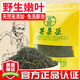 北匠野生苦菜茶 正宗沂蒙山苦芯菜茶苦菜根茶炒制嫩葉紫花苦菜茶