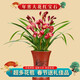 劉閣蘭花劉閣蘭花苗 墨蘭報歲蘭冬帶濃香花苞出售室內陽(yáng)臺好養花卉盆栽 紅寶石4苗連體帶花
