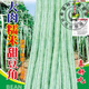 超好吃大肉糯米甜豆角種子白長(cháng)豆角春夏秋播白玉長(cháng)豇豆易種蔬菜孑 優(yōu)良原廠(chǎng)軟裝5包(約240粒) 超好吃大甜肉豆種子