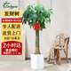Only you【兩小時達】發(fā)財樹大型綠植花卉室內(nèi)客廳辦公室開業(yè)開業(yè)喬遷送禮 單桿發(fā)財樹