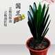 長春精品君子蘭麻臉寬短葉技師油匠鋼板立板當(dāng)年開花花卉盆栽植物 立板4-6葉 帶盆栽好