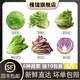 槿饈新鮮沙拉蔬菜4斤 混合6種生菜組合 輕食沙拉食材代餐菜包 6種沙拉蔬菜4斤【10包醬】
