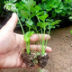 壽禾 小芹菜苗帶土種苗菜苗秧 蔬菜苗子批發(fā)春秋季冬季南方陽臺(tái) 小香芹芹菜苗 30棵【優(yōu)選苗】