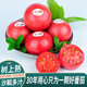 老王家老味道現(xiàn)摘現(xiàn)發(fā)——老味道西紅柿新鮮蔬果自然熟生吃番茄12只禮盒精品裝 老王家老味道12只精品禮盒裝