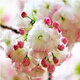 納邦正宗日本櫻花樹苗櫻花小苗庭院地栽盆栽花樹園林植物風(fēng)景樹 美少女 0.5cm左右直徑