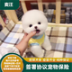 綠柒號純種哈多利系博美幼犬法國卷毛小型家養寵物狗狗可愛(ài)型俊介犬狗狗 寵物級 聯(lián)系客服 公