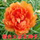 播種心情太陽(yáng)花種子重瓣混色四季開(kāi)花庭院陽(yáng)臺盆栽易活室內外 太陽(yáng)花橙色3萬(wàn)粒+肥料