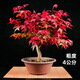 嘆為觀止日本紅楓紅舞姬老樁盆景四季客廳室內(nèi)盆栽植物 根莖4公分帶分叉盆景苗 不含盆