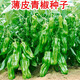薄皮青椒種子早熟鄒皮青椒種庭院大田陽(yáng)臺可盆栽種植辣椒種子大全 薄皮青椒種子【1包 約50?！? title=
