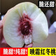 歐悟 晚熟桃樹(shù)苗 嫁接紅肉脆冬桃苗 映霜紅桃子苗南北方種植盆栽地栽 地徑2.5cm粗（當年結果） 80cm(含)-89cm(含)