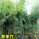 花友竹子苗庭院室外耐寒植物北方觀賞竹子盆栽紫竹苗黃金竹羅漢竹綠植 （叢生）10棵慈孝竹高1.7-1.8m