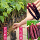 正宗臺(tái)灣長(zhǎng)果桑苗帶果嫁接桑葚樹(shù)苗無(wú)籽黑桑果樹(shù)四季開(kāi)花結(jié)果 大果桑 三年苗