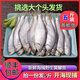 五斤裝黃尖子魚黃鯽魚新鮮冷凍黃鯽子魚海捕油扣馬口魚速凍毛扣魚 黃尖子魚 五斤凈重