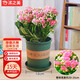 沭之美 長(zhǎng)壽花綠植觀花室內(nèi)盆栽 長(zhǎng)壽花粉色+0.5塑料加侖盆 源頭直發(fā)