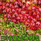 語(yǔ)墨爬山虎樹(shù)苗 爬藤植物 四季戶(hù)外三葉五葉紅色爬墻虎苗盆栽藤蔓攀援