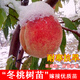 嫁接巨型冬桃樹(shù)苗雪里紅冬桃苗 中華桃王 麗江雪桃 云南冬桃樹(shù)苗 3年苗