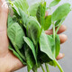 壽禾 四川豌豆尖種子豌豆苗蔬菜青菜菜種籽四季秋冬季播種 脆嫩2號豌豆尖種子200g（50gx4包