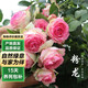 泰西絲爬藤月季花樹苗濃香型庭院地栽 粉色龍沙20cm左右不含盆 源頭直發(fā)