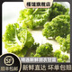 槿饈羽衣甘藍(lán)半斤-5斤 新鮮嫩葉kale健身減榨汁西餐食材脂蔬菜沙拉 2斤裝【推薦】