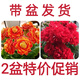 稀有長(zhǎng)壽花金狐貍盆栽大花重瓣四季開花帶花苞室內(nèi)外花卉直銷 大花金狐貍+紅寶石帶花苞 原盆原土+肥料