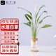 九千谷白掌水培水養植物盆栽花卉綠植桌面盆景含玻璃瓶竹托源頭直發(fā)