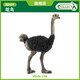 COLLECT英國CollectA我你他仿真野生鳥(niǎo)類(lèi)羽翅動(dòng)物模型玩具兒童認知合集 88459鴕鳥(niǎo)
