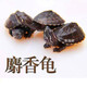 御聚源 [深水龜]麝射香龜迷你寵物活體射香龜苗小烏龜觀(guān)賞蛋龜深水龜龜 2-3厘 孤單一只
