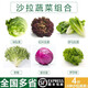 千牛優(yōu)福新鮮生菜組合4斤球生菜紅葉等6種沙拉蔬菜輕食蔬菜包 6種蔬菜共4斤【無醬】