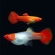 寵以沫精品純種鴻運當頭孔雀魚(yú)發(fā)財魚(yú)胎生魚(yú)直接生小魚(yú)鳳尾魚(yú)練手魚(yú)活體 鴻運當頭2對