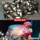 逸樂寵鴻運當頭羅漢苗活體亞成魚起頭觀賞魚泰國紅馬幻彩金花紅德薩斯 紅金花魚苗1條+防損1條
