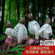 山野云澗云南新鮮竹蓀蛋 高原紅托竹笙竹蓀竹花 新鮮半野生菌火鍋涮菜 新鮮竹蓀1000克