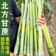 種菜記 北方甘蔗種子青皮小甘蔗種籽甜桿高粱種植南方水果四季甜桿 北方甘蔗種子5克