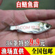 白鰱魚(yú)苗活體淡水魚(yú)塘養殖清塘冷水鰱鳙大胖頭花鰱扁魚(yú)邊魚(yú)白鰱苗苗 10條16-20厘米大白鰱魚(yú)苗