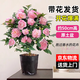 綠有意茶花盆栽香妃山茶花樹苗四季開花卉帶花苞五色赤丹室內(nèi)陽臺綠植物 【帶苞發(fā)貨】香妃茶花+原土