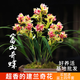 劉閣蘭花現帶超多花芽建蘭 富山奇蝶 奇花濃香四季蘭庭院盆栽綠植花卉 富山奇蝶5苗連體帶3支花苞 配簡(jiǎn)易盆土肥