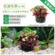 AIPHAROW魚缸中后景綠菊坨草活體淡水懶人造景蜈蚣草造景植物綠宮廷坨草 紅波坨草