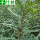 千葉林 皂角樹(shù)苗 皂莢樹(shù)苗 皂刺樹(shù)苗帶刺大皂角藥材樹(shù)苗皂角小苗大刺皂角 60-80厘米高 苗