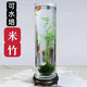 南有竹水培植物苔蘚球米竹富貴竹綠植室內(nèi)水養(yǎng)觀賞竹觀音竹盆栽凈化空氣 防爆瓶50高15寬+米竹苔蘚球+底座 營養(yǎng)肥