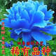 地藝四季開花濃香型芍藥重瓣大花老樁耐寒熱室內(nèi)外陽臺(tái)養(yǎng)不死花卉大全 九年根（可開40-60朵）送肥 混色多彩（掌柜推薦）還剩8件