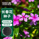 花沃里長(cháng)春花種子約500粒 花卉種子盆栽陽(yáng)臺種菜土四季草籽陽(yáng)臺庭院田間