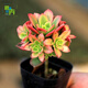 馨音多肉植物靜夜辦公室內(nèi)組合盆栽綠植花卉萌物肉肉植物新手養(yǎng)殖 艷日輝多頭5CM左右