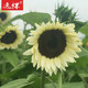 逸棵 切花向日葵種子無(wú)花粉 白色戀人月光 奶油向日葵 鮮切花花種 向日葵白色戀人50粒