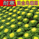 黃心烏菜種子烏塌菜種孑四季白菜雪里金花青菜蔬菜黑菜秋冬季菜籽 黃心烏種子5包約5000粒