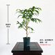 華香蘭藝華香園紅觀(guān)音竹內門(mén)紫紅寒文米竹子苗盆栽景素材耐陰書(shū)房室內綠植 金絲佛肚竹1桿 原盆原土發(fā)貨