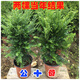 紅豆杉盆栽室內(nèi)外耐寒耐蔭植物南方紅豆杉樹苗四季長(zhǎng)青大型綠植物. 秋穎 7.5年精品塔型高60-75厘米公母 帶原盆營(yíng)養(yǎng)缽帶土發(fā)貨 帶肥料生根粉