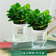 中夢(mèng)碧玉盆栽室內綠植盆景豆瓣綠客廳桌面綠植常青 兩盆碧玉（早安盆）