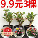 嫁接多色月季花苗卉老樁老根四季開花綠植玫瑰花苗室內(nèi)盆栽大花 月季花苗/顏色隨機 3棵
