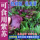 四季食用大葉紫蘇種子香濃紫蘇籽種子陽(yáng)臺盆栽蘇子粒綠蘇蔬菜種子 大葉紫蘇種子【可食用 單面紅 1包約500?！?7度四季種植】