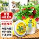 尚洋DIY兒童種植盆栽套裝草莓種子學(xué)生植物觀察杯幼兒園迷你小盆栽